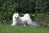 SAMOYEDE 076